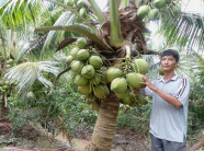 Trồng dừa thơm xen cam dây, cứ mỗi công lãi hơn 20 triệu