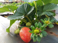 Lão nông U80 "liều ăn nhiều" nhờ trồng dâu tây trên đất nóng