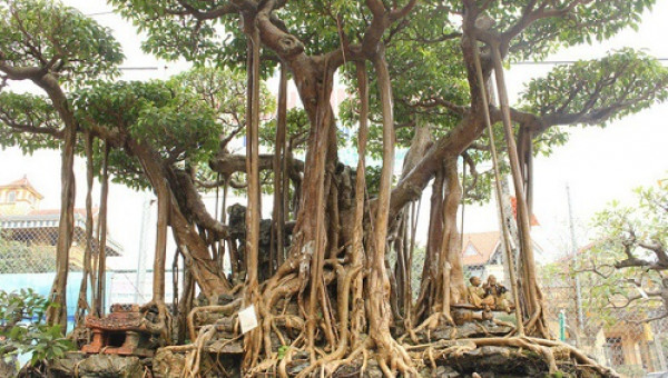 Chi 5 tỷ để "mua đứt" cây sanh bậc nhất đất Việt