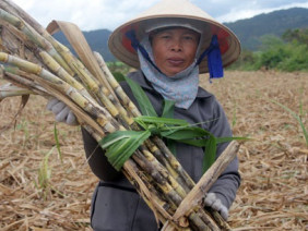 Sốc nặng: Gần Tết, giá mía tụt chỉ còn 700 đ/kg, nông dân ngậm đắng