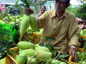 Chỉ 1 vụ xoài Tết, nông dân lãi tới 120 triệu đồng