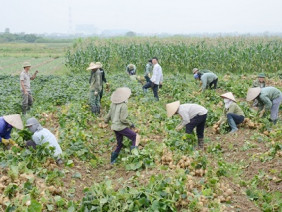 Củ đậu cũng làm VietGAP, nông dân vui như tết vì được mùa, được giá