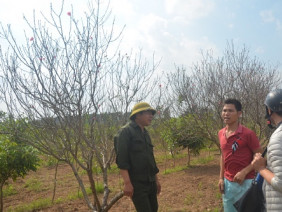 Dân buôn đào hét giá cao ngất