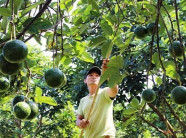 Dân Trung Quốc "mê" ăn quả bơ như điếu đổ, lượng mua sẽ tăng mạnh
