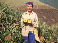 Lại một mùa dứa thối trên nương ở Bản Lầu, dân 'khóc ngất'