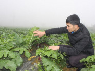 Bí thư Đoàn trồng rau, củ quả Hàn Quốc cực "khủng" trên “đất lạnh”