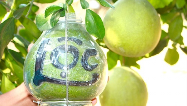 Thực phẩm Tết: Bưởi Tân Triều bạc triệu một quả, không có hàng bán