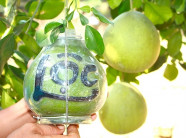 Thực phẩm Tết: Bưởi Tân Triều bạc triệu một quả, không có hàng bán