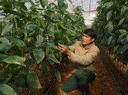 "Bí kíp" trồng ớt ngọt thu 2 triệu/ngày của nhà nông Đà Lạt