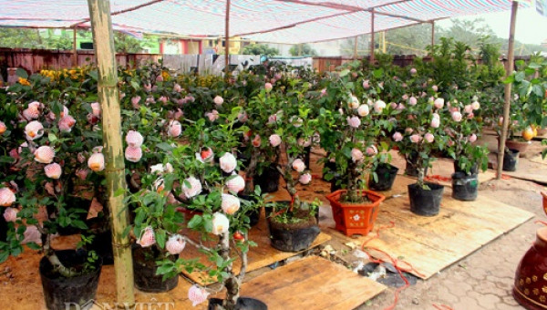 Táo cảnh Trung Quốc tiền triệu/chậu: Cả ngàn cây hết veo trong "1 nốt nhạc"