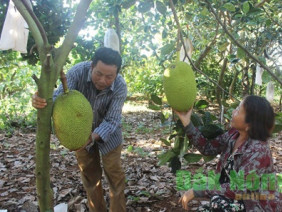 Trồng 800 cây mít Changai, tết Mậu Tuất đạt 500 tấn, thu tiền tỷ