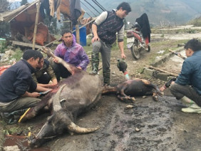 Trâu, nghé ngã vật xuống chết rét, nước mắt nhà nông đóng băng