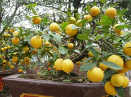 Chanh vàng bonsai phú quý độc lạ thế nào mà đang gây "sốt" ở Thủ đô?