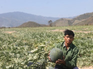 Ở nơi khô hạn nhất Việt Nam, nông dân vẫn "hốt bạc" vụ dưa hấu Tết