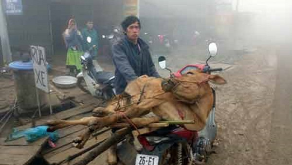 Rét đậm kéo dài, cả Tây Bắc thành một "đám tang" trâu, bò