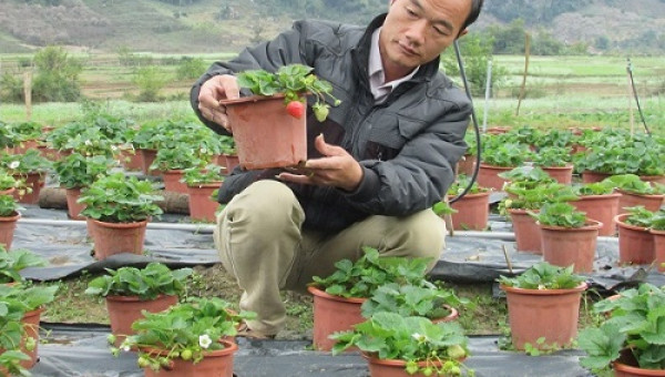 Trồng dâu tây bán Tết, đút túi hàng trăm triệu đồng