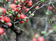 Mai đỏ “thế Nam sắc Bắc” thú chơi Tết cực lạ của nhiều "thượng đế"