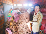 Thương lái Trung Quốc mua rễ hồ tiêu: Có thể phá hoại?