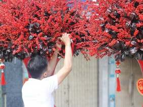 Đại gia chi 100 triệu chơi hoa mai Mỹ, đông đào đỏ nhập từ Hà Lan