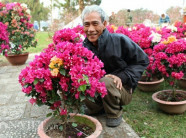 Hoa giấy mini bán Tết, giá 300/chậu vẫn đắt hàng