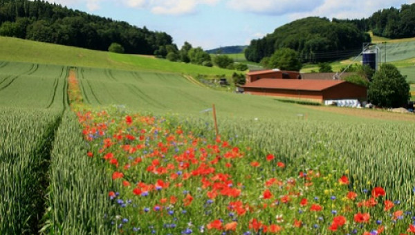 Trồng hoa trên đồng dụ côn trùng diệt sâu