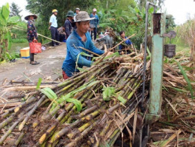 Ế 30.000 tấn đường, Bí thư Hậu Giang phải kêu gọi mua “giải cứu”