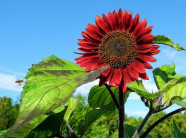 "Cơn sốt" hoa hướng dương đỏ rực: Chị em săn "của lạ" trồng sau Tết