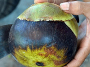 Ngọt ngào đặc sản thốt nốt - ăn một lần nhớ mãi ở vùng Bảy núi