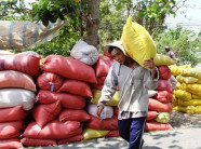 3 doanh nghiệp bị Trung Quốc dừng nhập gạo: Do gạo bị lẫn hạt cỏ?