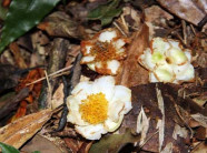 Chinh phục "cụ chè" shan tuyết - "kho báu" của đại ngàn Tây Bắc