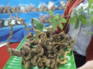 Bán nửa tạ sâm quý nhất thế giới, thu gần 4,5 tỷ đồng