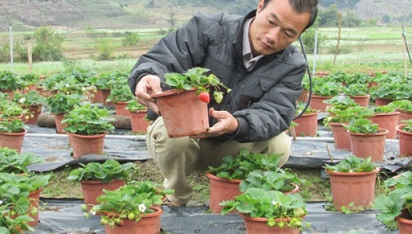 Trồng dâu tây bán quả, bán cả cảnh quan, "bỏ túi" có 300 triệu/năm