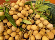 Nhãn tươi có thể được xuất khẩu sang Úc vào năm 2019