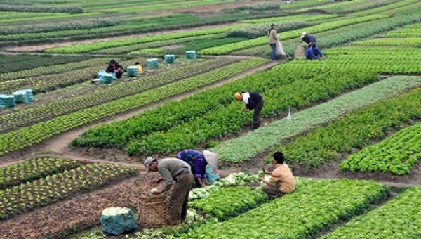 Su hào, củ cải bị nhổ vứt đi: Sẽ rút kinh nghiệm dự báo sản lượng