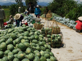 Xuất khẩu dưa hấu sang Trung Quốc: Dưa chín vẫn chưa thấy đối tác