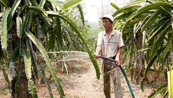 Lão nông biến sỏi đá thành vườn cây và đặc sản rượu thanh long sạch