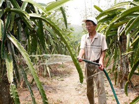 Lão nông biến sỏi đá thành vườn cây và đặc sản rượu thanh long sạch