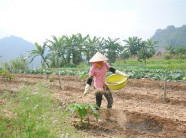 50 tỷ đồng đầu tư dự án nông nghiệp sinh thái độc đáo trên núi