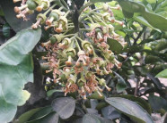 Hòa Bình: Nông dân khóc ròng vì bưởi rụng hết hoa còn toàn... lá