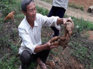 LẠ MÀ HAY: Mang cây dại về vườn, tốn có tí phân, thu 200 triệu/năm