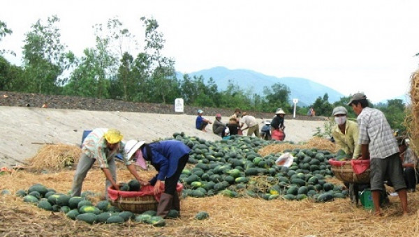 Thương lái Trung Quốc “ăn hàng”, giá dưa hấu tăng vọt lên 8.000đ/kg