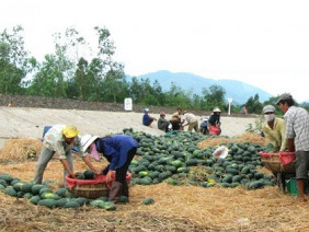 Thương lái Trung Quốc “ăn hàng”, giá dưa hấu tăng vọt lên 8.000đ/kg