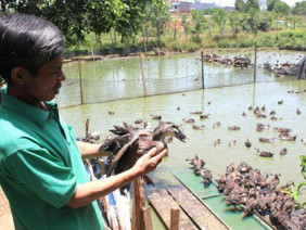 Kỹ thuật chăn nuôi vịt trời theo mô hình hiệu quả nhất