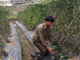 8 sào mướp đắng phá tan: Dân chỉ còn biết đợi công an... vào cuộc