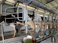 Mô hình chăn nuôi công nghệ cao là gì? Ứng dụng như thế nào?