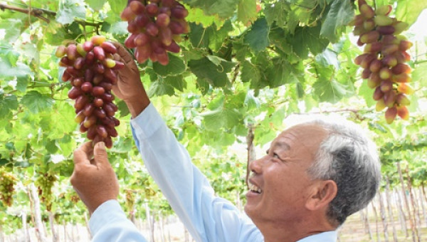 Trồng nho "lạ" màu đỏ hình ô van, bán 100.000 đồng/kg vẫn hút hàng