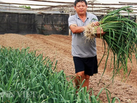 Dân Tây Tựu “điêu đứng” vì hoa và rau vẫn tiếp tục “rẻ như cho”