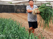 Dân Tây Tựu “điêu đứng” vì hoa và rau vẫn tiếp tục “rẻ như cho”