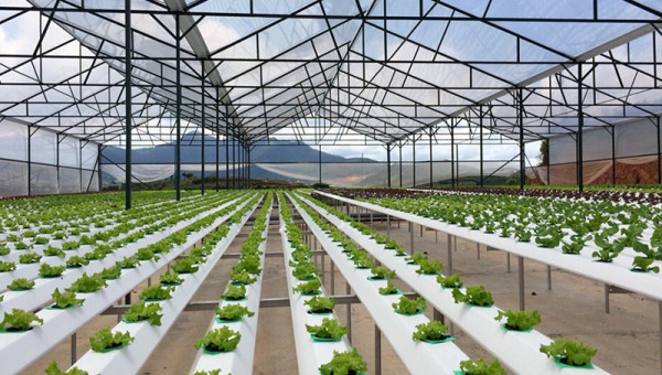 Nông nghiệp ứng dụng công nghệ cao là gì?