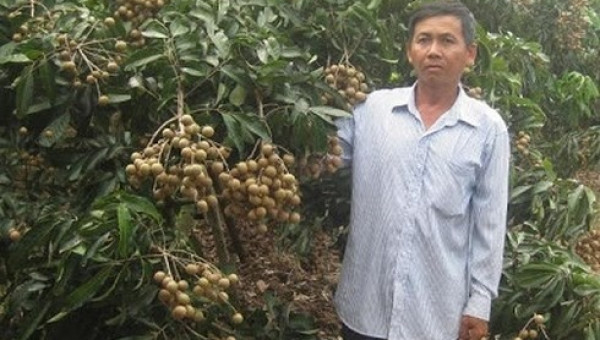 Bí kíp thu lãi 2 tỷ/năm chỉ nhờ trồng nhãn của lão nông Bến Tre